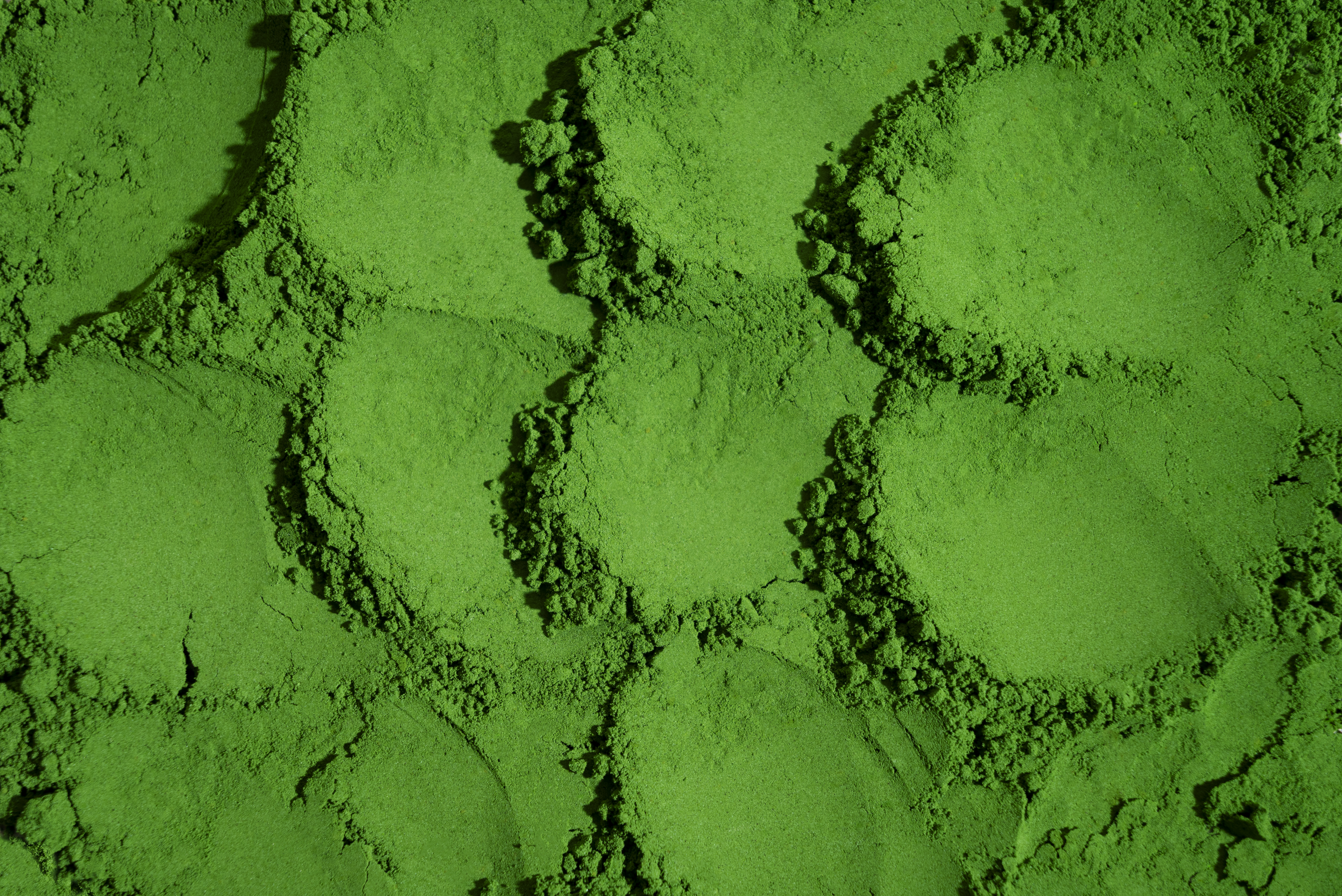 Chlorella